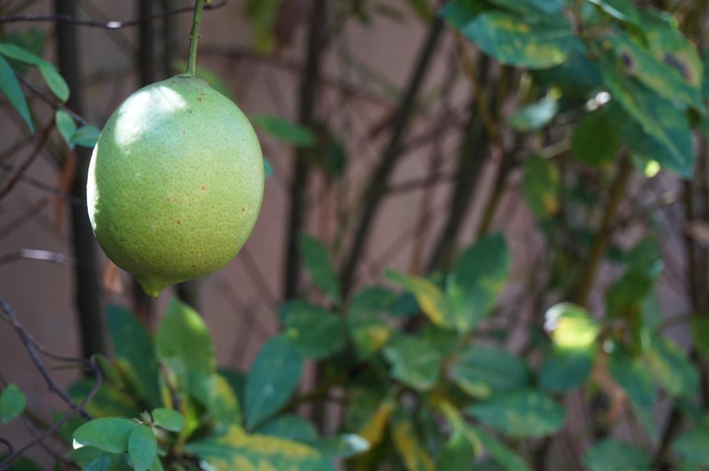 Hotel Antica Dimora Horti Luculliani Roma Esterno foto